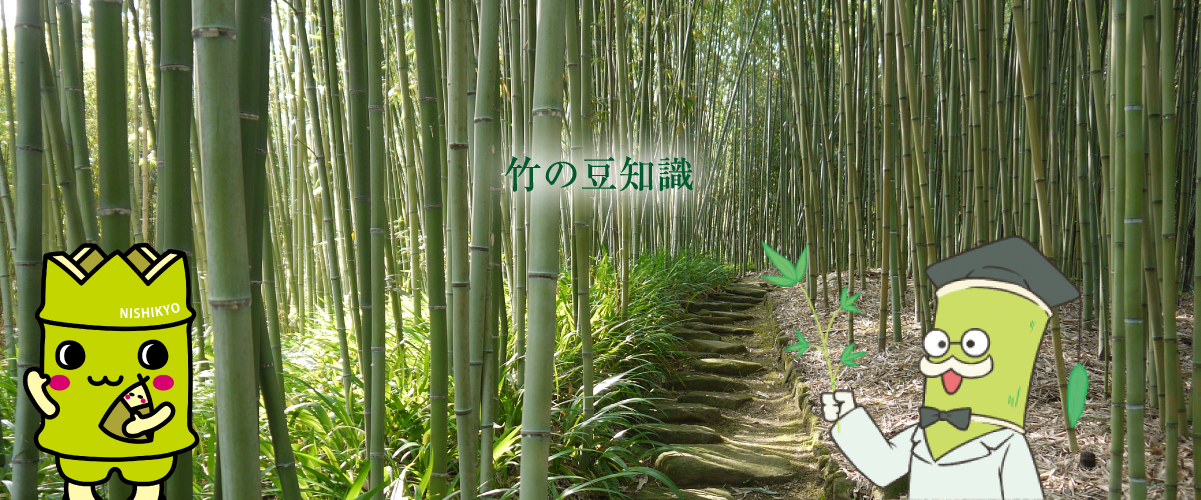 竹の豆知識